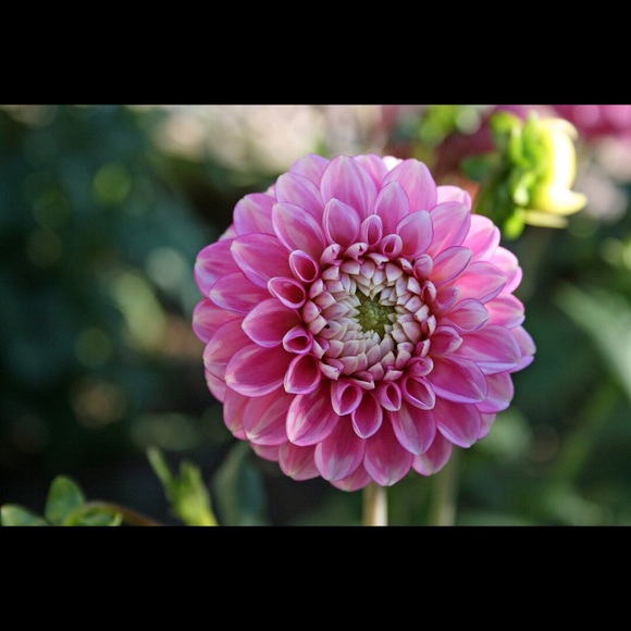 Meet your Posher, Kamille - Picture 1 of 4